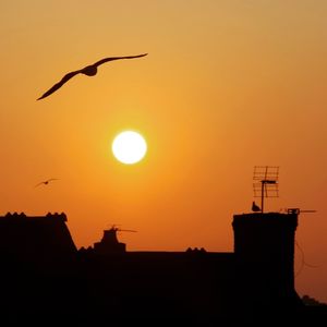 Low angle view of silhouette bird flying against orange sky