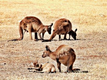 Group of kangaroos 