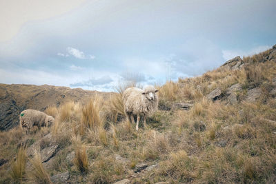 View of sheep on field against sky