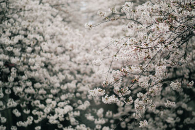 Close-up of white apple blossoms in spring