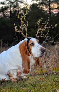 Dog on field wearing antlers 