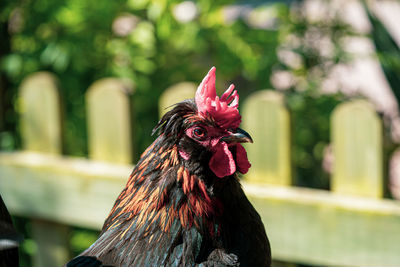 Close up low level view of male rooster cockerel showing black and gold feathers  red crown and eye