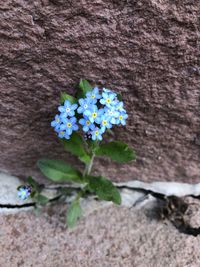 High angle view of flowering plant