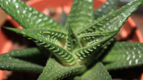 Close-up of succulent plant leaves