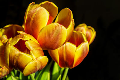 Close-up of yellow tulips against black background