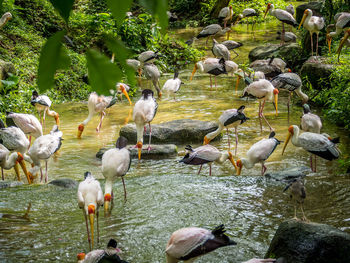 Flock of birds in lake