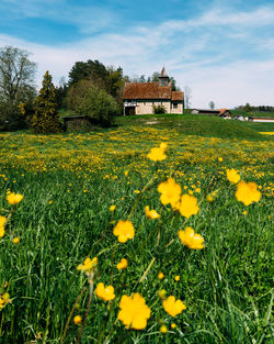 Yellow flowering plants on field against sky