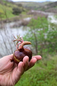 Close-up of hand holding plant