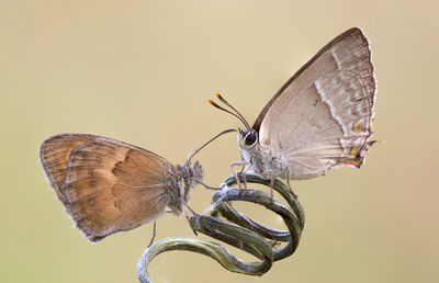 Close-up of butterfly perching on flower