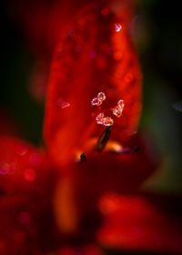 Close-up of red flower