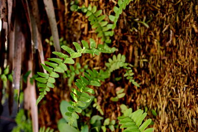 Close-up of green leaves on tree trunk in forest