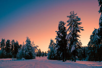 Trees on snow covered land against sky during sunset