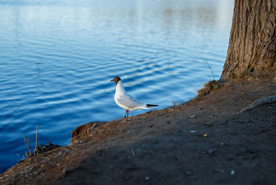 Seagull perching on a lake