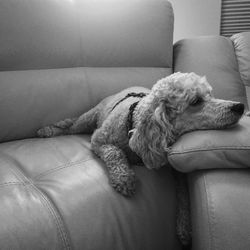 Close-up of poodle resting on sofa