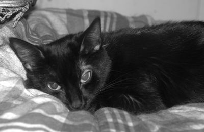 Close-up portrait of cat relaxing on bed at home