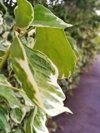 Close-up of fresh green leaf