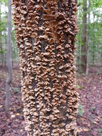 Close-up of tree trunk in forest