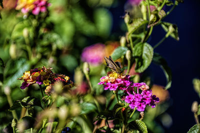 Close-up of insect on pink flowering plant