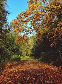 Road passing through forest