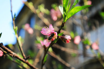 Close-up of pink flowering plant