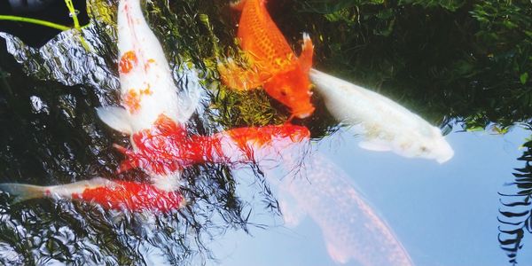 Fish swimming in a lake