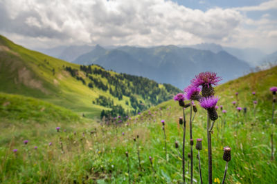 Purple flowering plants on field against mountains