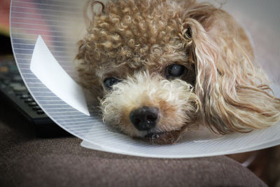 Close-up portrait of dog wearing protective collar