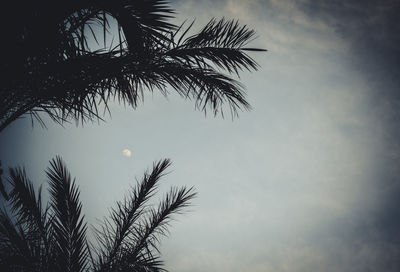 Low angle view of tree against sky