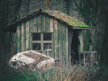 Plants growing in old abandoned building