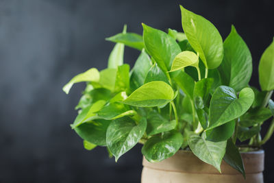 Close-up of potted plant leaves