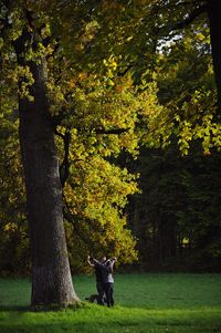 tree