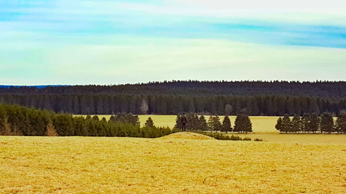 Scenic view of field against sky