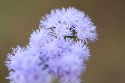 Close-up of purple flowering plant