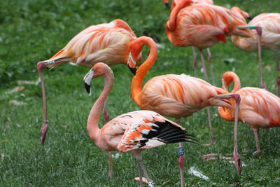 View of birds on field