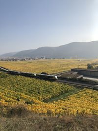 Scenic view of field against clear sky