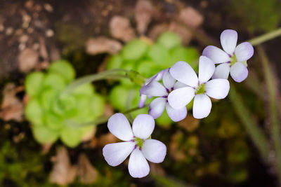 Close-up of purple flowers blooming outdoors