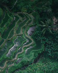 High angle view of agricultural field