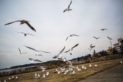 Flock of birds flying over land