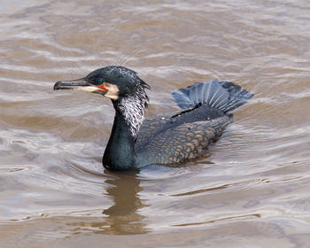 Close-up of duck swimming in lake