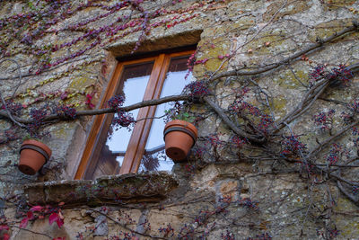 Low angle view of flowering tree by building