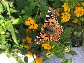 Close-up of butterfly pollinating on flower