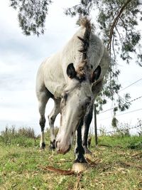 View of a horse on field