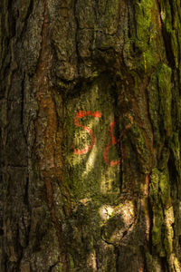 Close-up of tree trunk