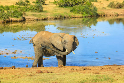 Elephant drinking water in lake