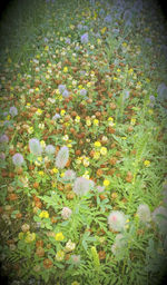 Close-up of flowers blooming on field