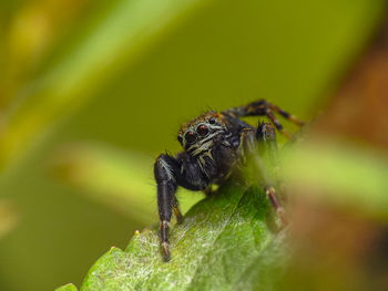 Close-up of spider