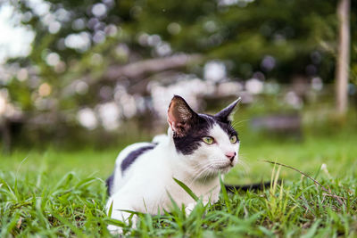 Cat in a field