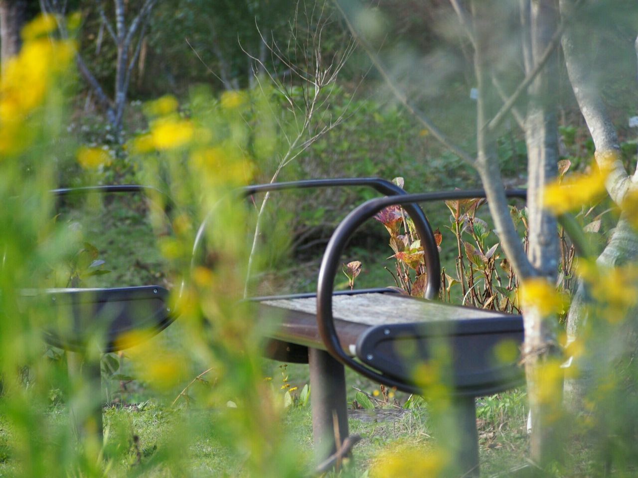 yellow, focus on foreground, growth, plant, tree, nature, close-up, water, beauty in nature, reflection, flower, tranquility, outdoors, park - man made space, selective focus, no people, day, fragility, metal, forest