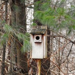 Close-up of birdhouse on tree trunk