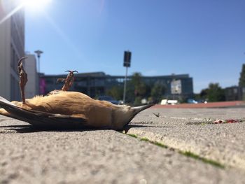 Dead bird on street during sunny day